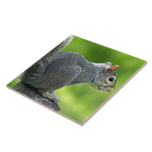 Azulejo Ardilla