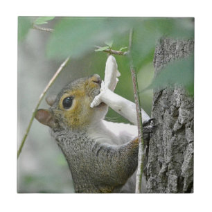 Azulejo Ardilla Con Mosaico