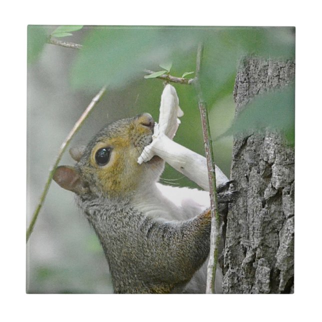 Azulejo Ardilla Con Mosaico (Frente)