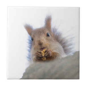 Azulejo Ardilla con nogal