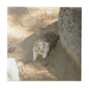 Azulejo Ardilla Cuta en Yosemite, California