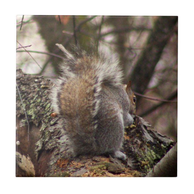 Azulejo Ardilla en la foto del árbol (Frente)