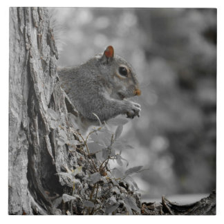 Azulejo Ardilla Gris Cuta