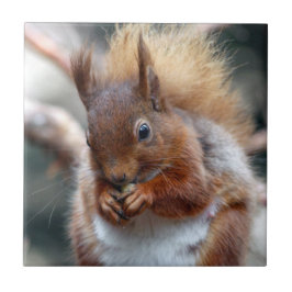 Azulejo Ardilla roja