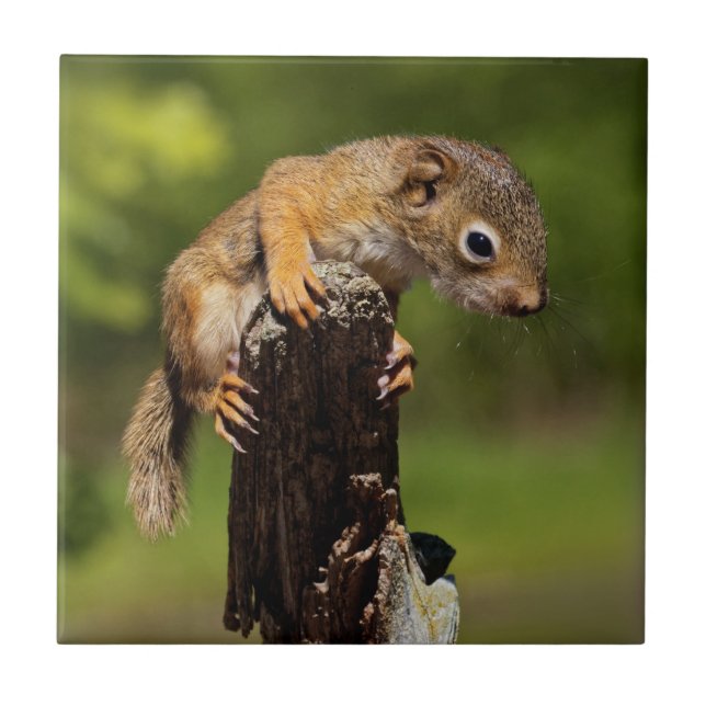 Azulejo ardilla roja del bebé (Frente)