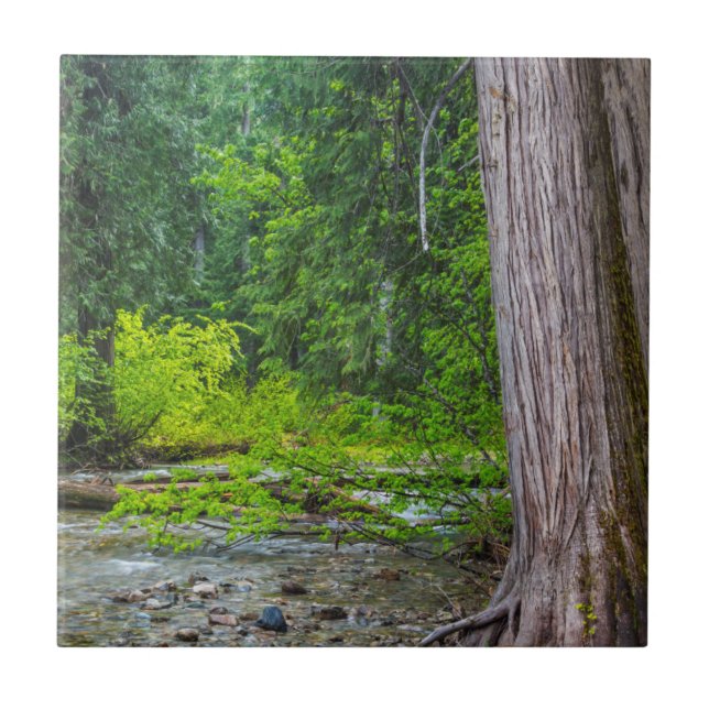 Azulejo Área escénica de los Cedros Ross Creek (Frente)