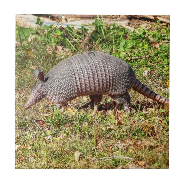 Azulejo Armadillo (Frente)