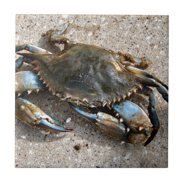 Azulejo Arrastre del cangrejo azul (Frente)