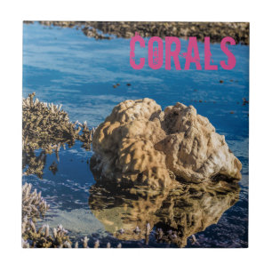 Azulejo Arrecife de coral con marea baja regalo de le morn