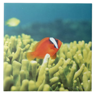Azulejo Arrecife de coral que vierte con los pescados