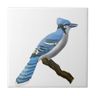 Azulejo Arrendajo azul