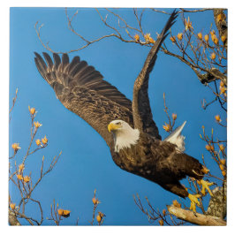 Azulejo Arriba Y A Las Em