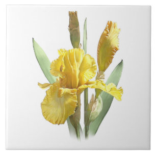 Azulejo Arte botánico de flor de Iris amarillo y soleado