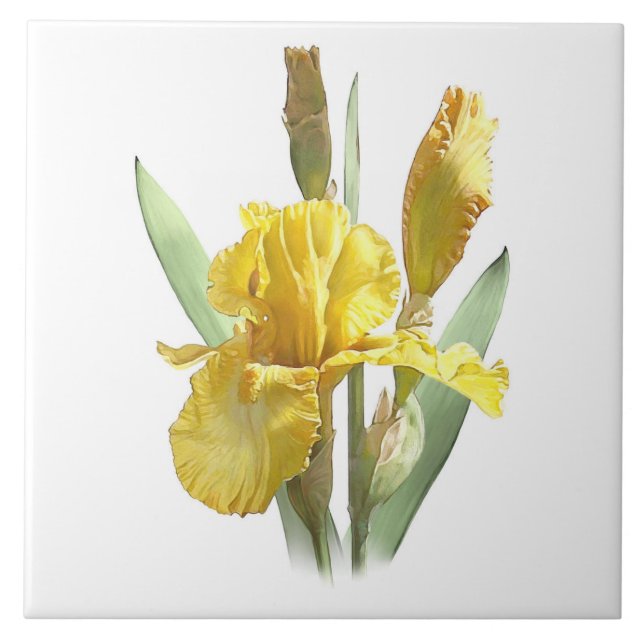 Azulejo Arte botánico de flor de Iris amarillo y soleado (Frente)