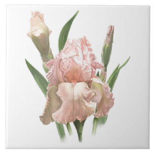 Azulejo Arte Botánico de Flor de Iris Barbudo Rosa Bonito