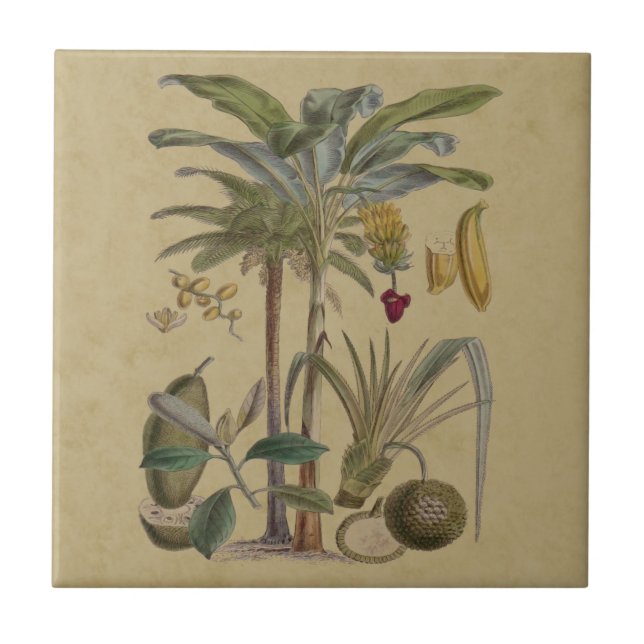 Azulejo Arte botánico de frutas tropicales palmo antiguo (Frente)