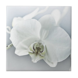 Azulejo Arte Botánico de Orquídea Blanca Elegante