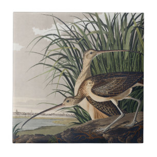 Azulejo Arte de ave de Audubon de Zarapito de Pico Largo v