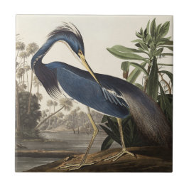 Azulejo Arte de Ave de Garza de Louisiana Vintage Audubon