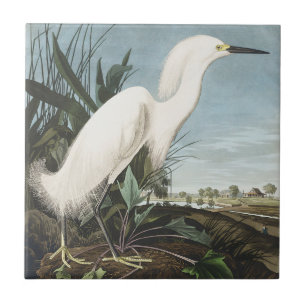 Azulejo Arte de ave garceta nevada Audubon vintage