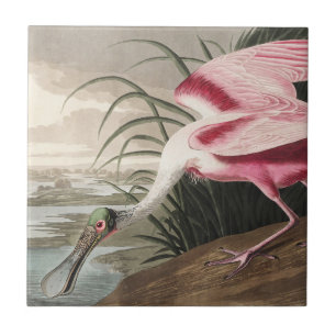 Azulejo Arte de ave vintage de Audubon de la espátula rosa