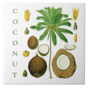 Azulejo Arte de cocina vintage: árbol de coco y flor