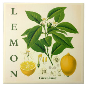 Azulejo Arte de cocina vintage: flores de limonero cítrico