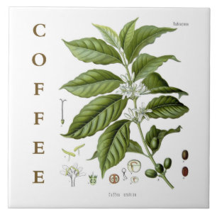 Azulejo Arte de cocina vintage: planta de café y flores