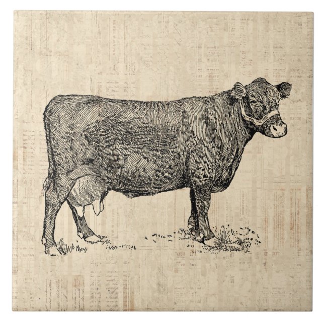 Azulejo Arte de Country Cow ilustrado (Frente)