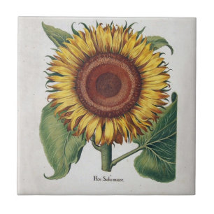 Azulejo Arte de Flor de Damasco Vintage Girasol