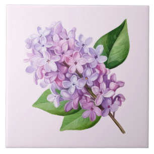 Azulejo Arte de flor de lila con fondo rosa