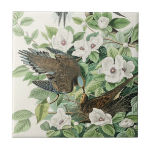 Azulejo Arte de flores y aves de Audubon de la paloma llor