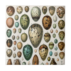 Azulejo Arte de huevo de pájaro vintage de Adolphe Millot