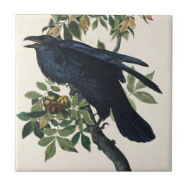Azulejo Arte de la Naturaleza del Cuervo de Audubon Vintag