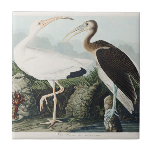 Azulejo Arte de la naturaleza del ibis blanco de Audubon v