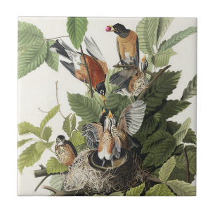 Azulejo Arte de nido de pájaro Robin americano Audubon vin
