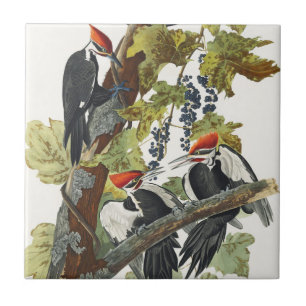 Azulejo Arte de pájaro carpintero pileado vintage de Audub