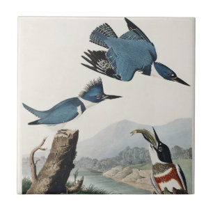 Azulejo Arte de pájaro Martín pescador cintado de Audubon 