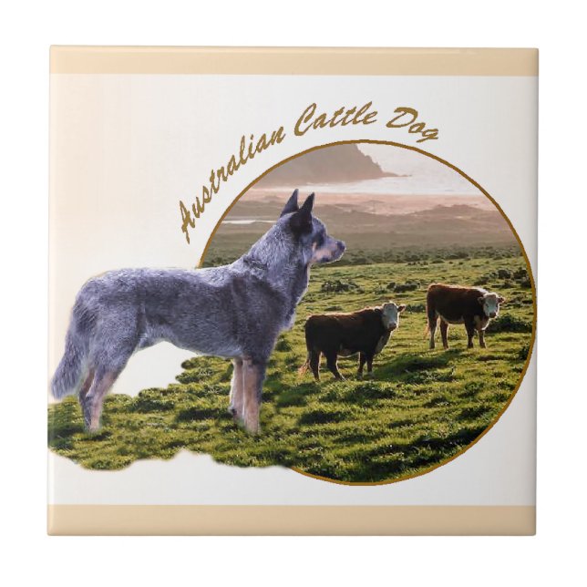 Azulejo Arte de perros de ganado vacuno australiano (Frente)