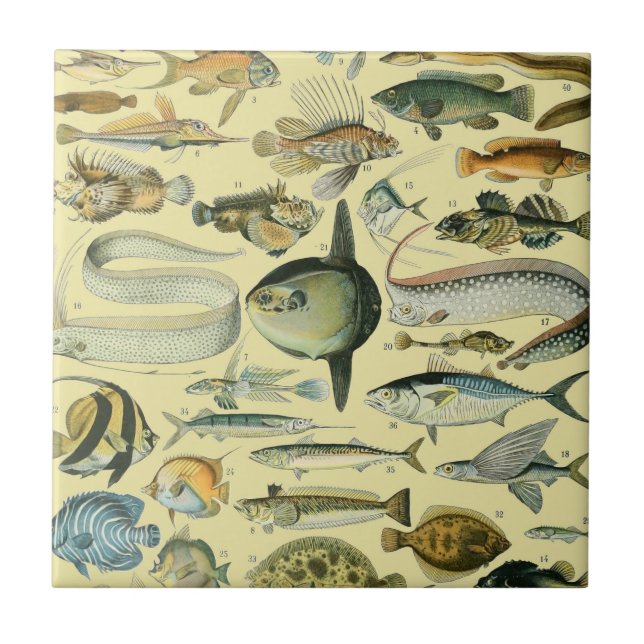 Azulejo Arte de pesca científica de peces de época (Frente)