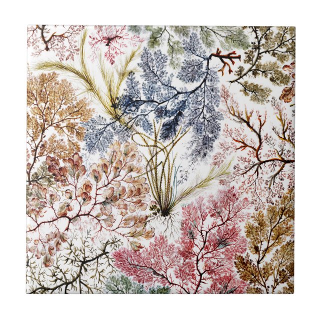 Azulejo Arte de tela de seda de algas marinas (Frente)