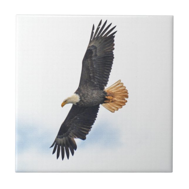 Azulejo Arte fotográfico del águila calva salvaje (Frente)