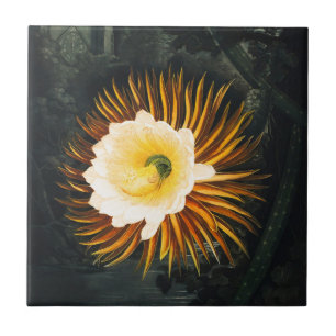 Azulejo Arte gótico del Cereus que florece de noche vintag