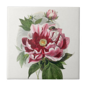 Azulejo Arte mural botánico de época peony Rosa