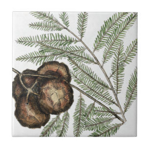 Azulejo Arte vintage de ciprés estadounidense o ciprés c