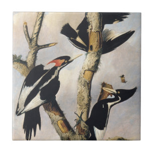 Azulejo Arte vintage del pájaro carpintero de pico de marf