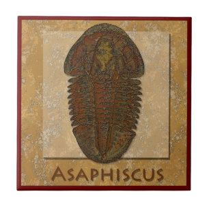 Azulejo Asaphiscus Fossil Trilobita