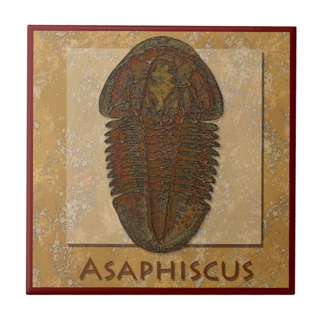 Azulejo Asaphiscus Fossil Trilobita (Frente)