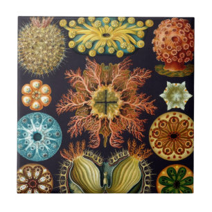 Azulejo Ascidiae por Ernst Haeckel, Animales Marinos Antig