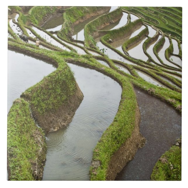 Azulejo Asia, China, Yunnan, Yuanyang. Arroz inundado (Frente)